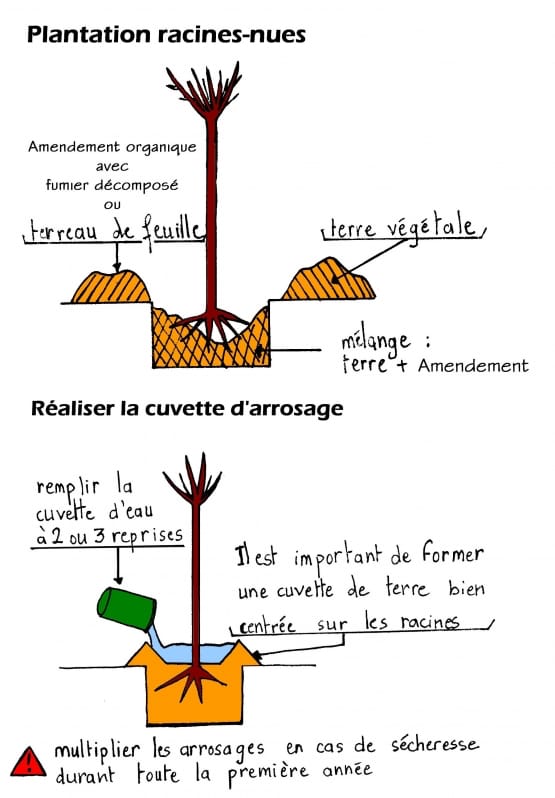 Plantation d'arbre en racines-nues