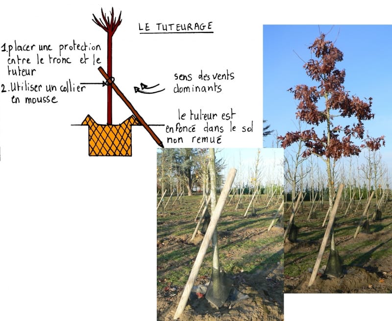 tuteurage simple d'arbres jeunes