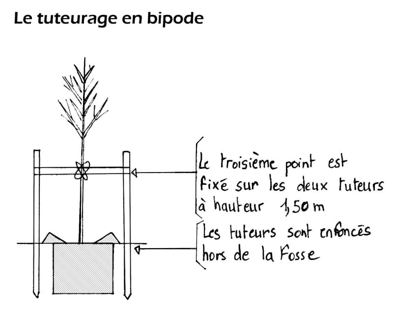 Tuteurage bipode