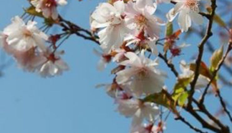 Cerisier à fleurs 'Autumnalis' une belle floraison